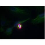 Immunofluorescence - Histone H3.1 (Phospho-Ser10) Antibody from Signalway Antibody (11184) - Antibodies.com