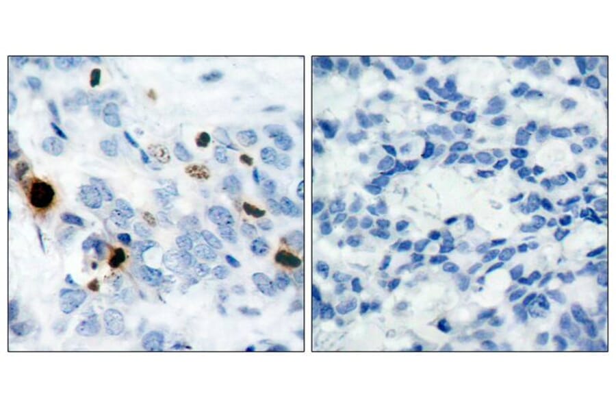 Immunohistochemistry - Histone H3.1 (Phospho-Ser10) Antibody from Signalway Antibody (11184) - Antibodies.com