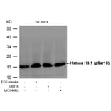 Western blot - Histone H3.1 (Phospho-Ser10) Antibody from Signalway Antibody (11184) - Antibodies.com