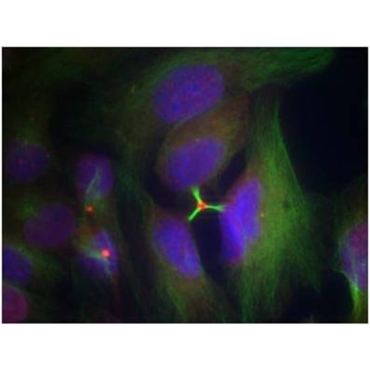 Immunofluorescence - Histone H3.1 (Phospho-Ser10) Antibody from Signalway Antibody (11184) - Antibodies.com