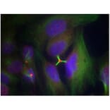 Immunofluorescence - Histone H3.1 (Phospho-Ser10) Antibody from Signalway Antibody (11184) - Antibodies.com