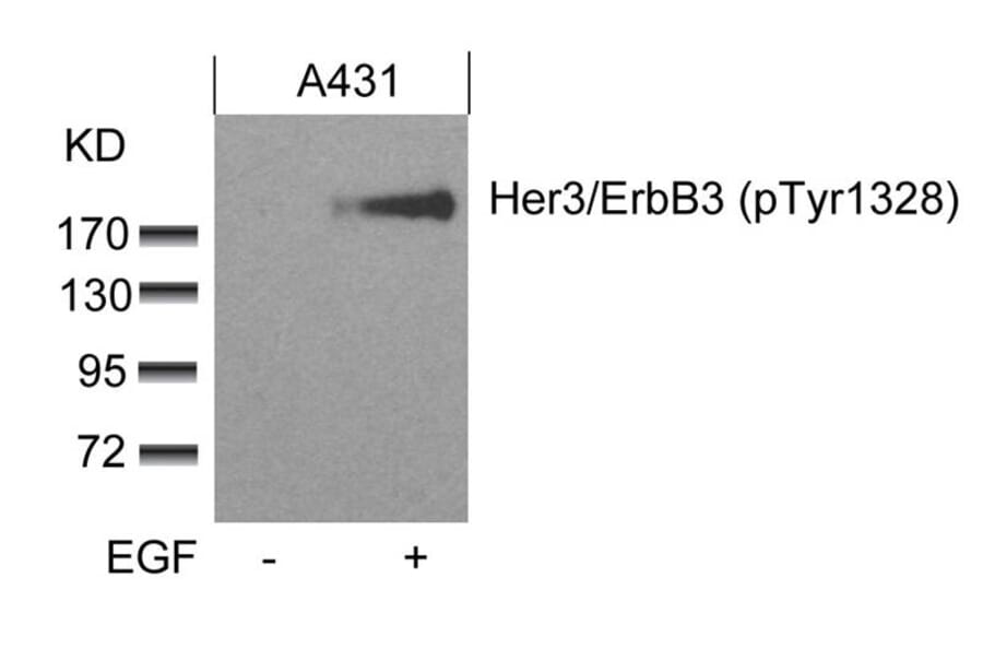 Western blot - Her3/ErbB3 (phospho-Tyr1328) Antibody from Signalway Antibody (11510) - Antibodies.com