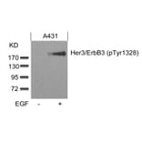 Western blot - Her3/ErbB3 (phospho-Tyr1328) Antibody from Signalway Antibody (11510) - Antibodies.com