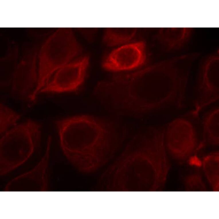 Immunofluorescence - Her3/ErbB3 (phospho-Tyr1328) Antibody from Signalway Antibody (11510) - Antibodies.com