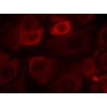 Immunofluorescence - Her3/ErbB3 (phospho-Tyr1328) Antibody from Signalway Antibody (11510) - Antibodies.com