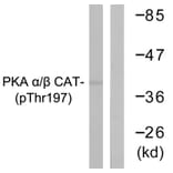Western blot - PKA α/β CAT (Phospho-Thr197) Antibody from Signalway Antibody (11667) - Antibodies.com
