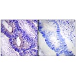 Immunohistochemistry - PKA α/β CAT (Phospho-Thr197) Antibody from Signalway Antibody (11667) - Antibodies.com
