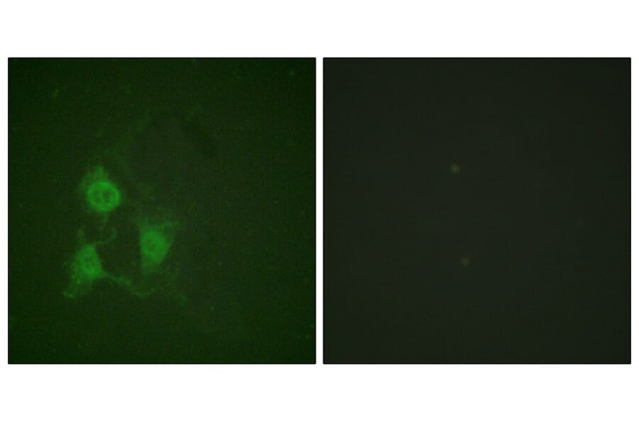 Immunofluorescence - PKA α/β CAT (Phospho-Thr197) Antibody from Signalway Antibody (11667) - Antibodies.com