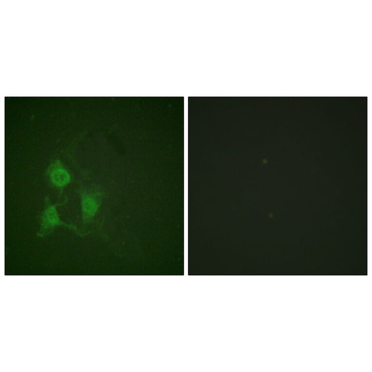 Immunofluorescence - PKA α/β CAT (Phospho-Thr197) Antibody from Signalway Antibody (11667) - Antibodies.com