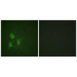Immunofluorescence - PKA α/β CAT (Phospho-Thr197) Antibody from Signalway Antibody (11667) - Antibodies.com