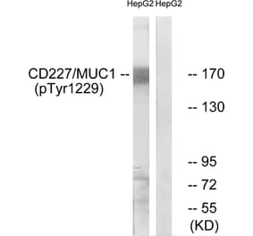 Western blot - CD227/MUC1 (Phospho-Tyr1229) Antibody from Signalway Antibody (11707) - Antibodies.com