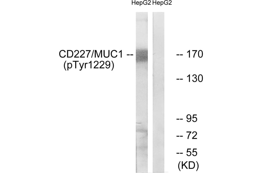Western blot - CD227/MUC1 (Phospho-Tyr1229) Antibody from Signalway Antibody (11707) - Antibodies.com