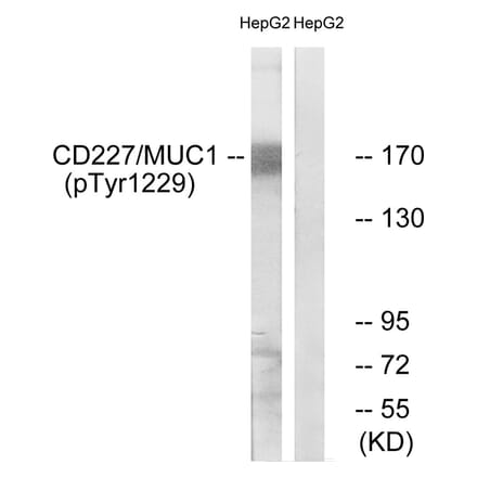 Western blot - CD227/MUC1 (Phospho-Tyr1229) Antibody from Signalway Antibody (11707) - Antibodies.com