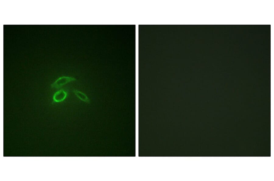 Immunofluorescence - CD227/MUC1 (Phospho-Tyr1229) Antibody from Signalway Antibody (11707) - Antibodies.com
