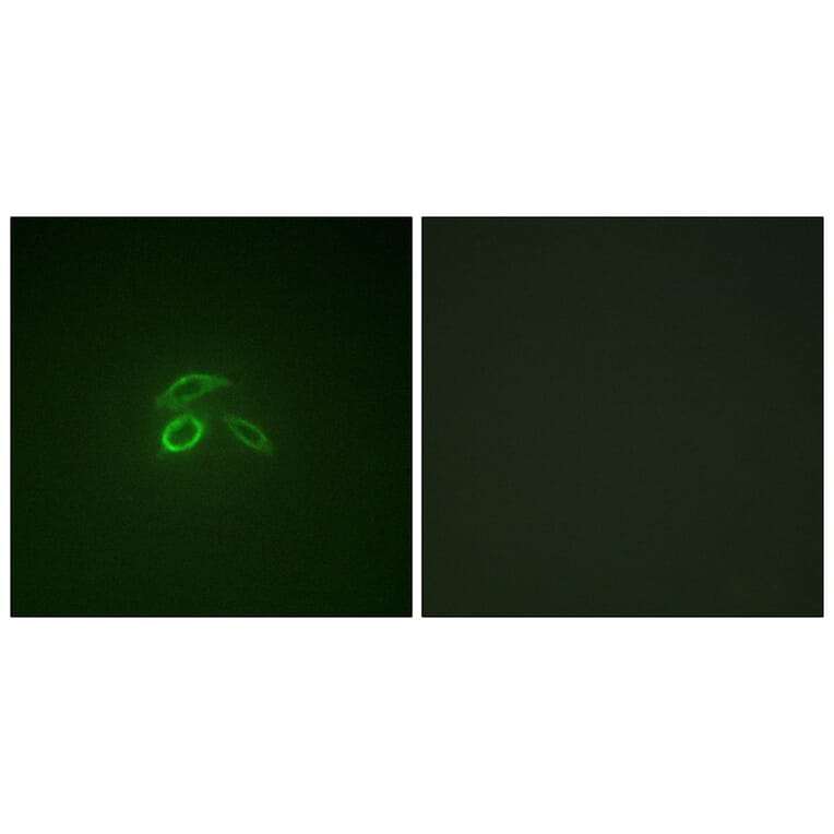 Immunofluorescence - CD227/MUC1 (Phospho-Tyr1229) Antibody from Signalway Antibody (11707) - Antibodies.com