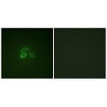 Immunofluorescence - CD227/MUC1 (Phospho-Tyr1229) Antibody from Signalway Antibody (11707) - Antibodies.com