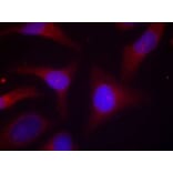 Immunofluorescence - IkB-a (Phospho-Ser32/Ser36) Antibody from Signalway Antibody (11152) - Antibodies.com
