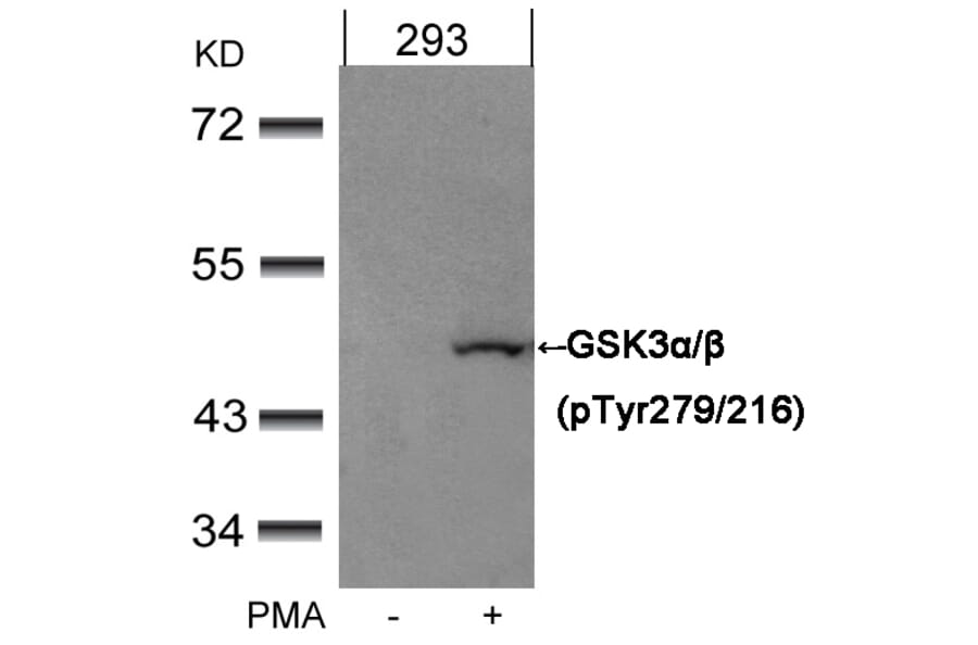 Western blot - GSK3α/β (Phospho-Tyr279/216) Antibody from Signalway Antibody (11301) - Antibodies.com