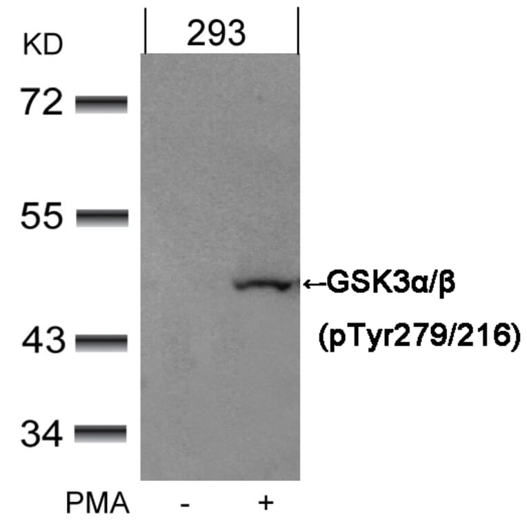 Western blot - GSK3α/β (Phospho-Tyr279/216) Antibody from Signalway Antibody (11301) - Antibodies.com
