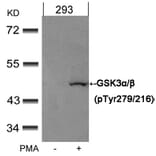 Western blot - GSK3α/β (Phospho-Tyr279/216) Antibody from Signalway Antibody (11301) - Antibodies.com