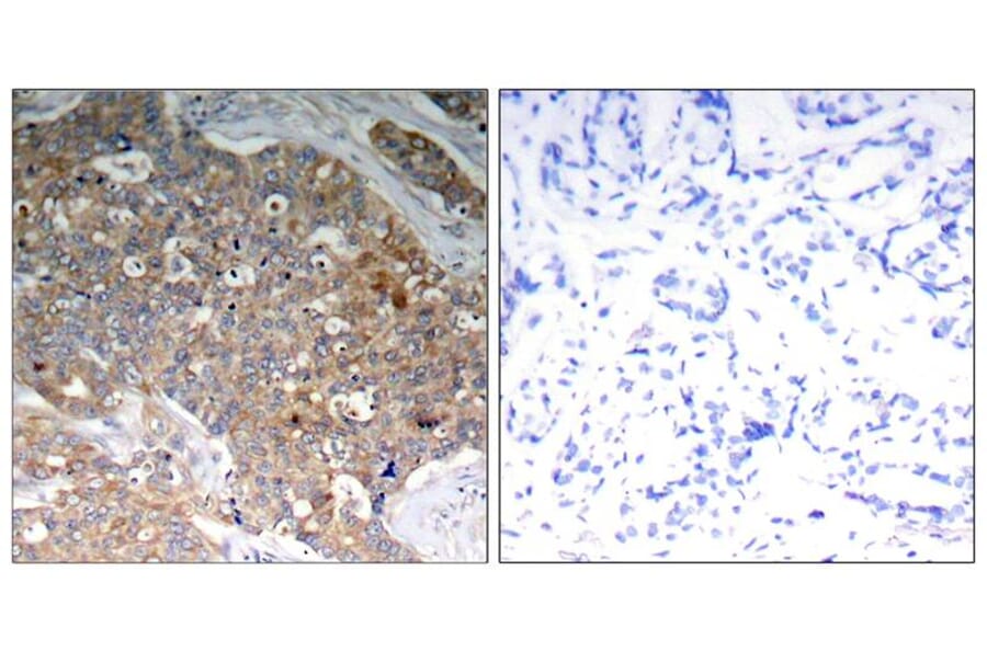 Immunohistochemistry - GSK3α/β (Phospho-Tyr279/216) Antibody from Signalway Antibody (11301) - Antibodies.com