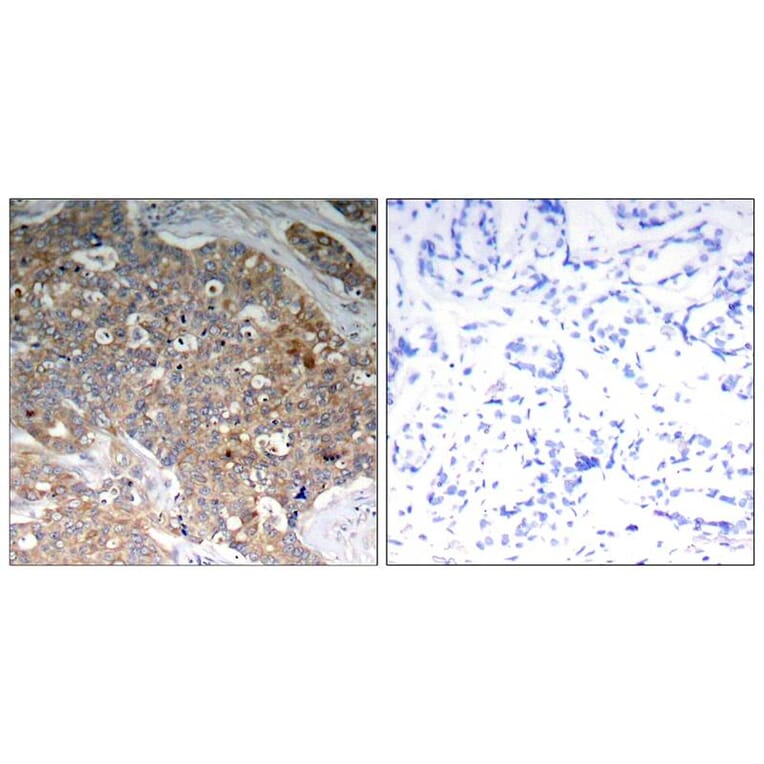 Immunohistochemistry - GSK3α/β (Phospho-Tyr279/216) Antibody from Signalway Antibody (11301) - Antibodies.com