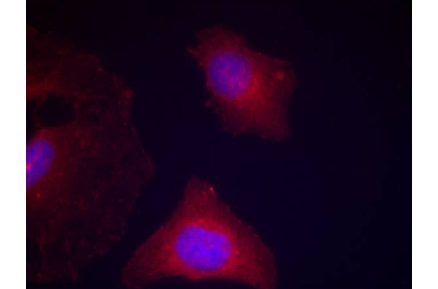 Immunofluorescence - GSK3α/β (Phospho-Tyr279/216) Antibody from Signalway Antibody (11301) - Antibodies.com