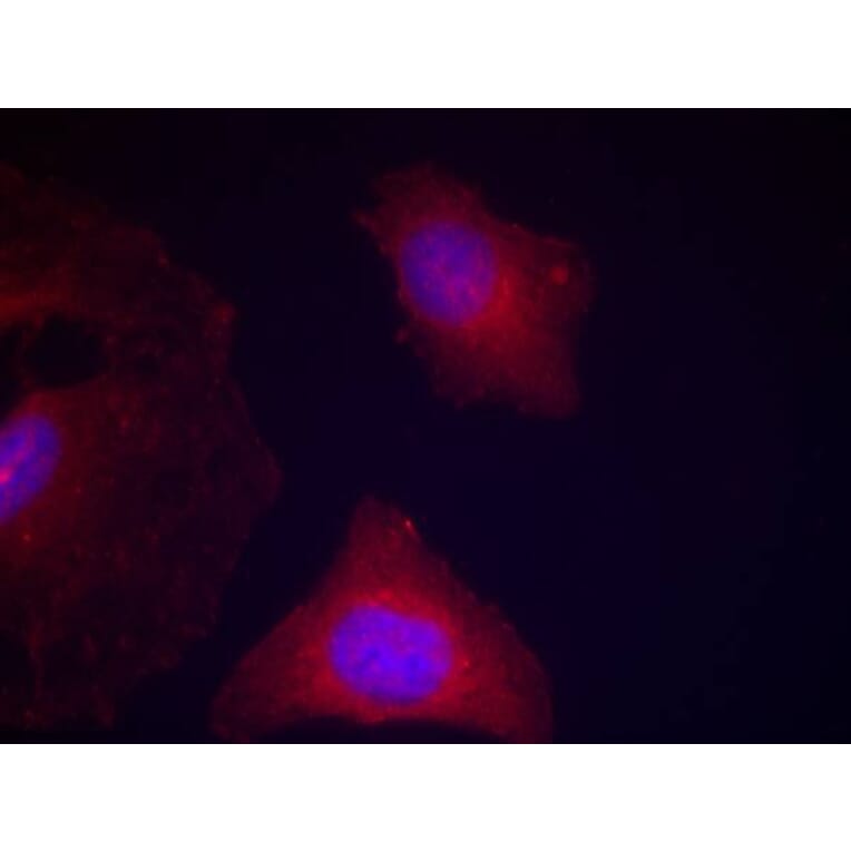 Immunofluorescence - GSK3α/β (Phospho-Tyr279/216) Antibody from Signalway Antibody (11301) - Antibodies.com