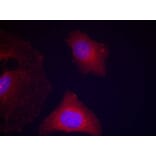 Immunofluorescence - GSK3α/β (Phospho-Tyr279/216) Antibody from Signalway Antibody (11301) - Antibodies.com