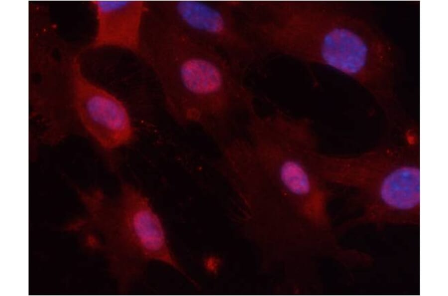 Immunofluorescence - GSK3α/β (Phospho-Tyr279/216) Antibody from Signalway Antibody (11301) - Antibodies.com