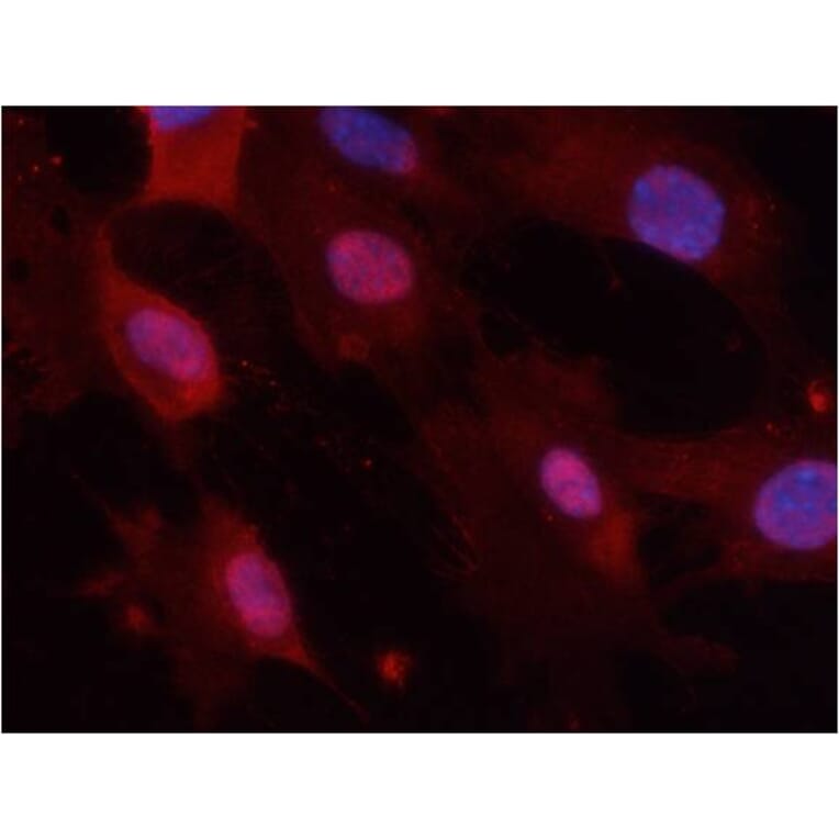 Immunofluorescence - GSK3α/β (Phospho-Tyr279/216) Antibody from Signalway Antibody (11301) - Antibodies.com
