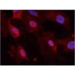 Immunofluorescence - GSK3α/β (Phospho-Tyr279/216) Antibody from Signalway Antibody (11301) - Antibodies.com