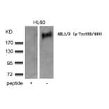 Western blot - ABL1/2 (phospho-Tyr393/439) Antibody from Signalway Antibody (11530) - Antibodies.com