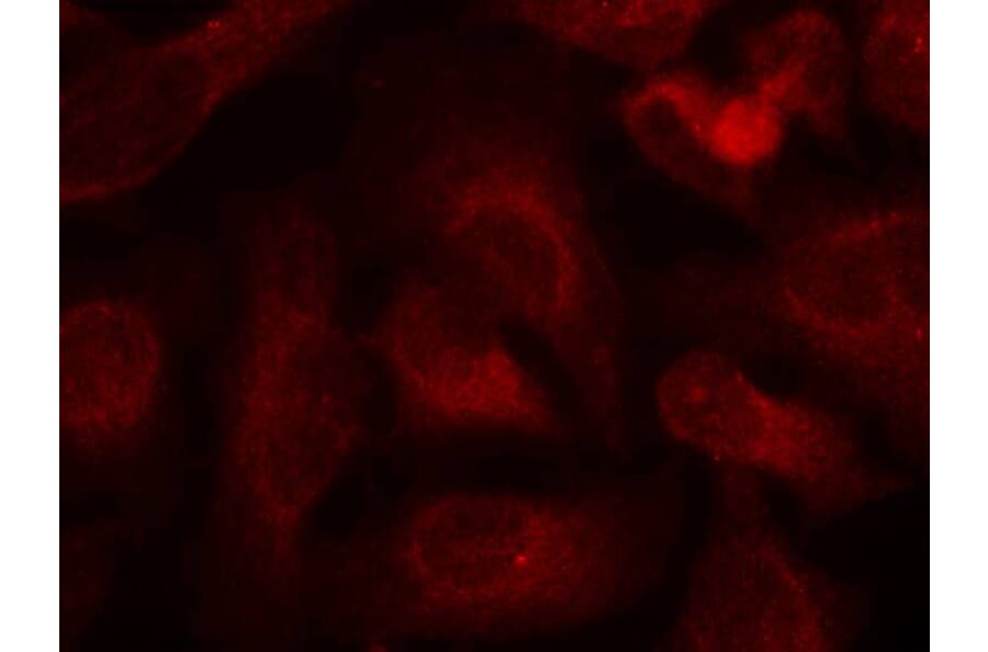 Immunofluorescence - ABL1/2 (phospho-Tyr393/439) Antibody from Signalway Antibody (11530) - Antibodies.com
