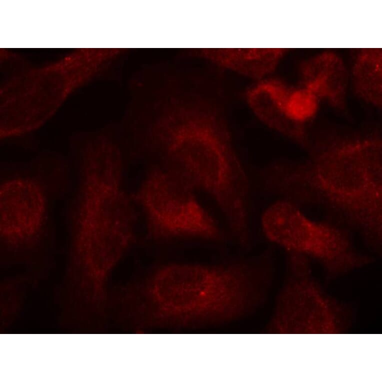 Immunofluorescence - ABL1/2 (phospho-Tyr393/439) Antibody from Signalway Antibody (11530) - Antibodies.com