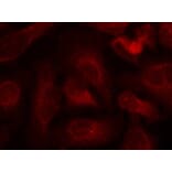 Immunofluorescence - ABL1/2 (phospho-Tyr393/439) Antibody from Signalway Antibody (11530) - Antibodies.com