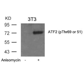 Western blot - ATF2 (Phospho-Thr69 or 51) Antibody from Signalway Antibody (11030) - Antibodies.com