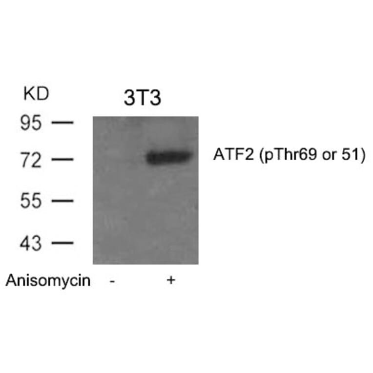 Western blot - ATF2 (Phospho-Thr69 or 51) Antibody from Signalway Antibody (11030) - Antibodies.com