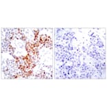 Immunohistochemistry - ATF2 (Phospho-Thr69 or 51) Antibody from Signalway Antibody (11030) - Antibodies.com