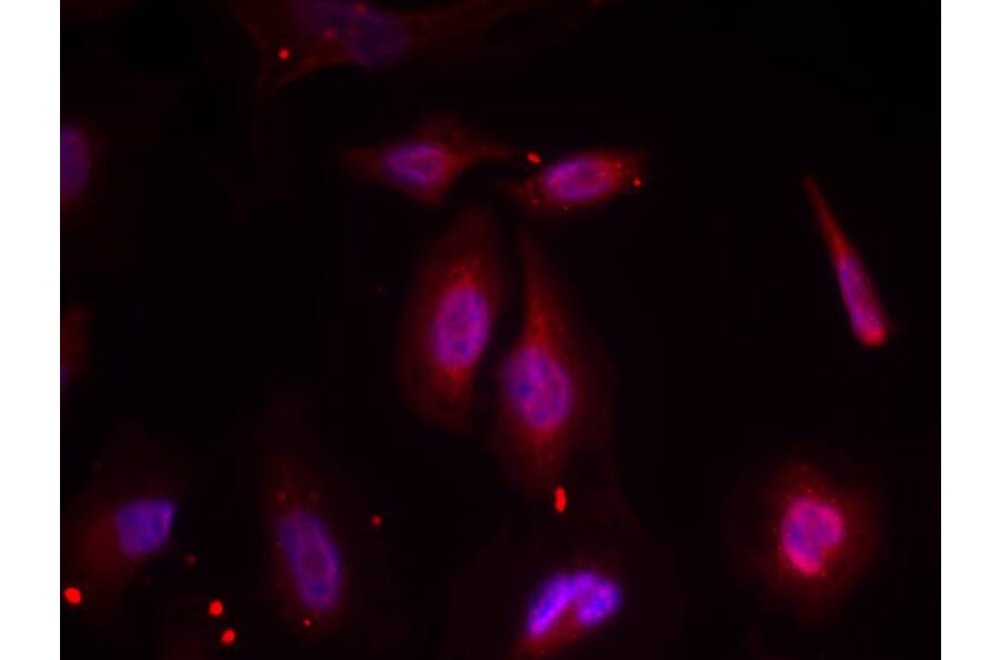Immunofluorescence - ATF2 (Phospho-Thr69 or 51) Antibody from Signalway Antibody (11030) - Antibodies.com