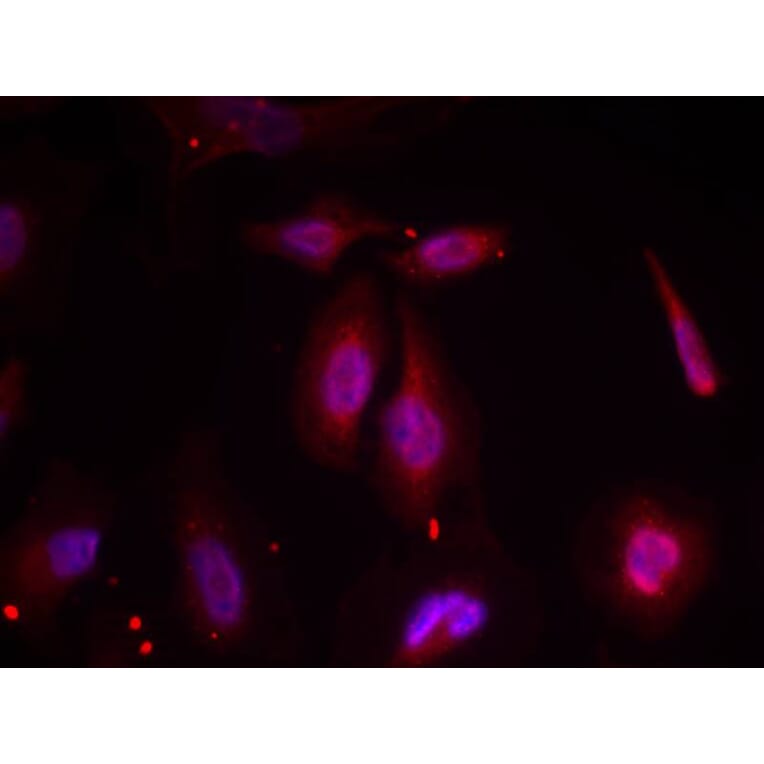 Immunofluorescence - ATF2 (Phospho-Thr69 or 51) Antibody from Signalway Antibody (11030) - Antibodies.com