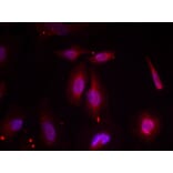 Immunofluorescence - ATF2 (Phospho-Thr69 or 51) Antibody from Signalway Antibody (11030) - Antibodies.com
