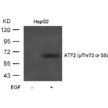 Western blot - ATF2 (Phospho-Thr73 or 55) Antibody from Signalway Antibody (11032) - Antibodies.com