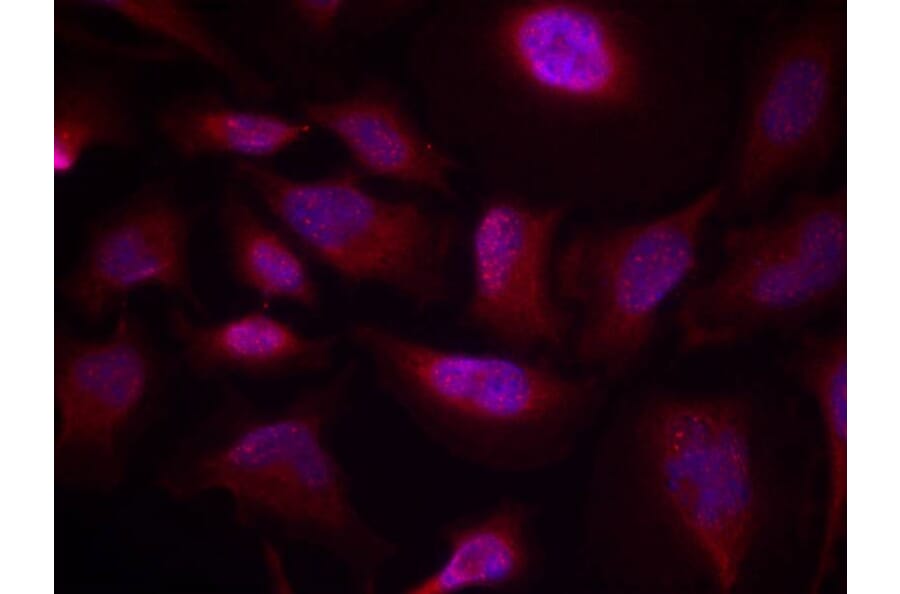 Immunofluorescence - ATF2 (Phospho-Thr73 or 55) Antibody from Signalway Antibody (11032) - Antibodies.com
