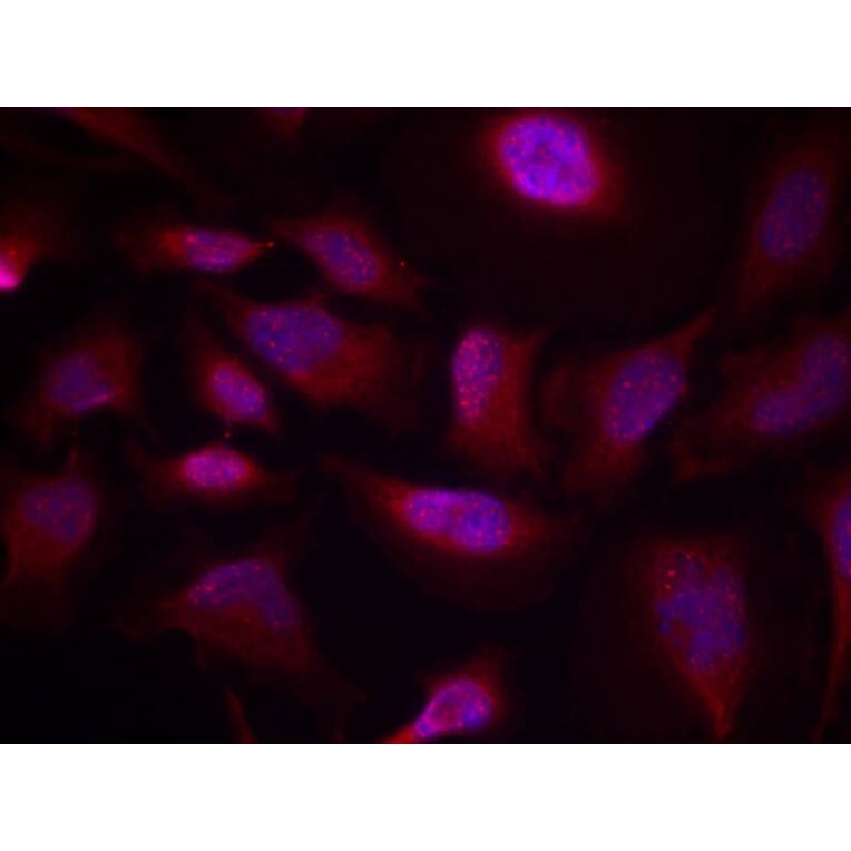 Immunofluorescence - ATF2 (Phospho-Thr73 or 55) Antibody from Signalway Antibody (11032) - Antibodies.com