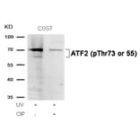 Western blot - ATF2 (Phospho-Thr73 or 55) Antibody from Signalway Antibody (11032) - Antibodies.com