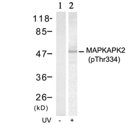 Western blot - MAPKAPK-2 (Phospho-Thr334) Antibody from Signalway Antibody (11308) - Antibodies.com