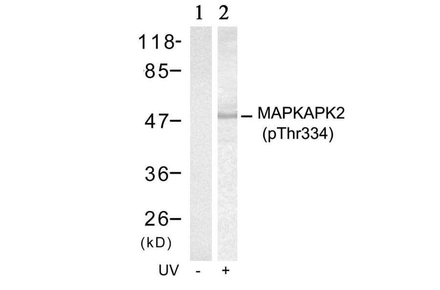 Western blot - MAPKAPK-2 (Phospho-Thr334) Antibody from Signalway Antibody (11308) - Antibodies.com