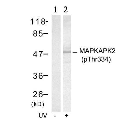 Western blot - MAPKAPK-2 (Phospho-Thr334) Antibody from Signalway Antibody (11308) - Antibodies.com