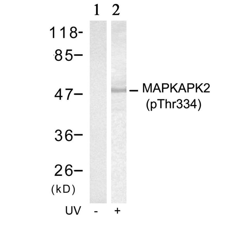 Western blot - MAPKAPK-2 (Phospho-Thr334) Antibody from Signalway Antibody (11308) - Antibodies.com